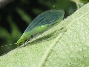 adulte_chrysope_filigrane-300x225