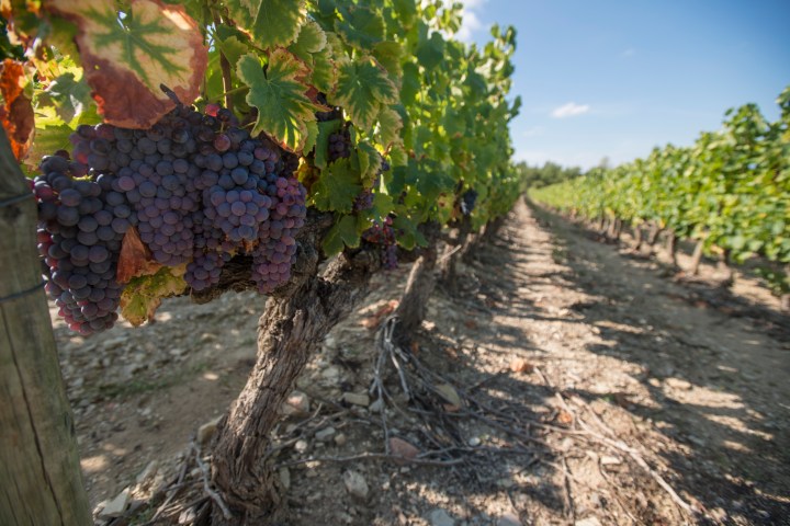 Vignes de Jean-Luc Tardieu