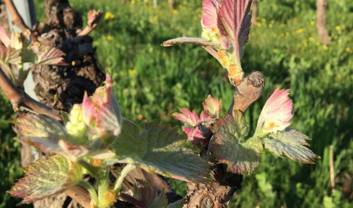 ©Vignerons Ardéchois