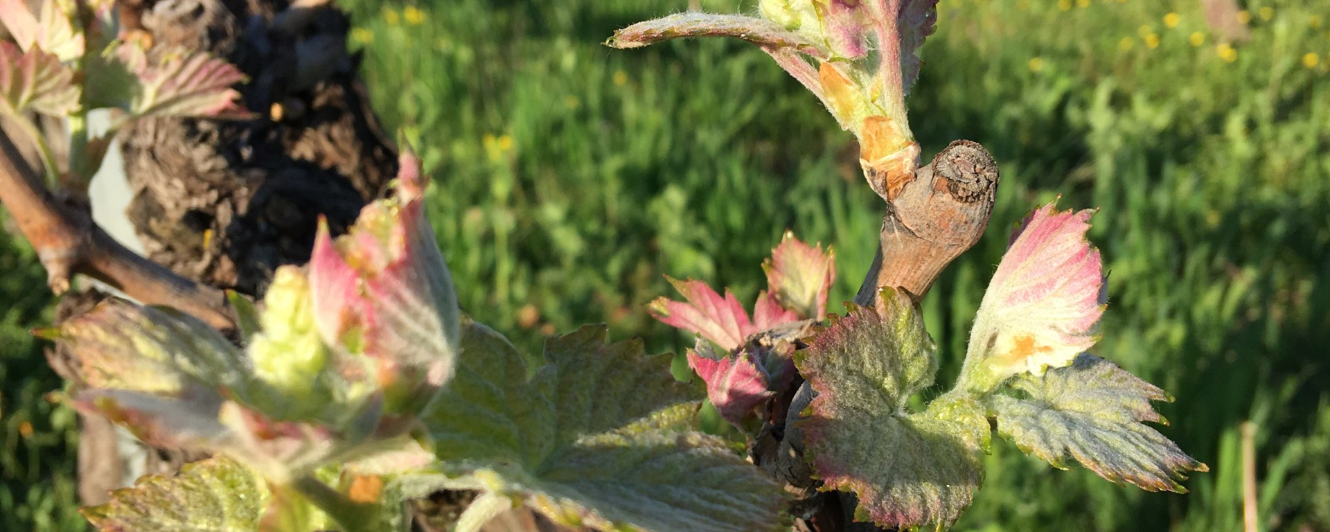 ©Vignerons Ardéchois