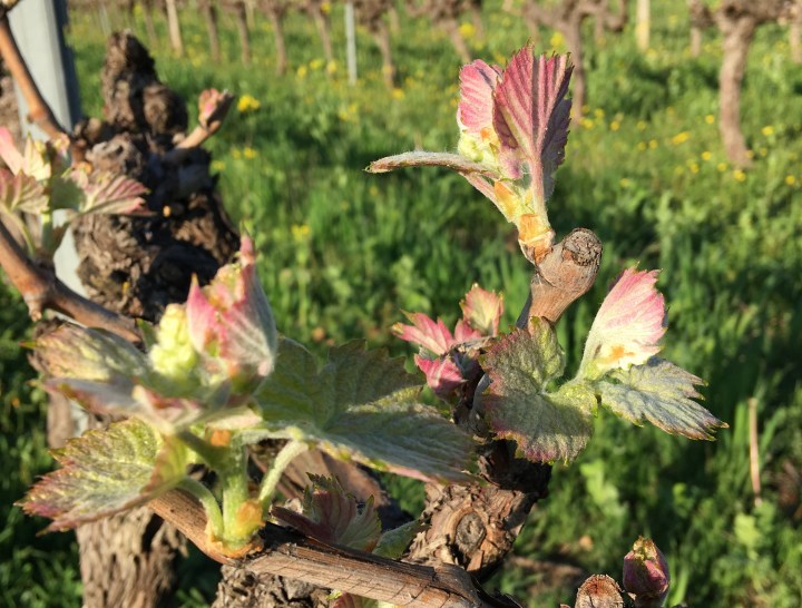 ©Vignerons Ardéchois