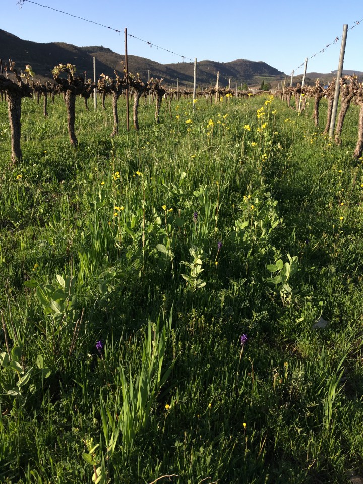 Parcelle semée d'engrais verts chez Julien Rémondat - Valvignères