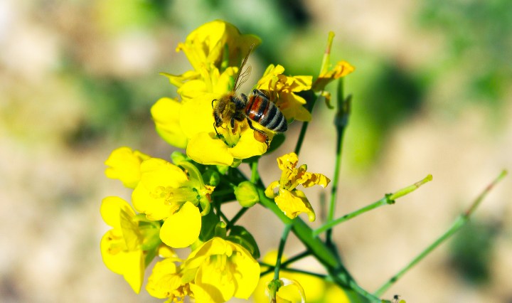 Abeille - biodiversité - ©Vignerons Ardéchois