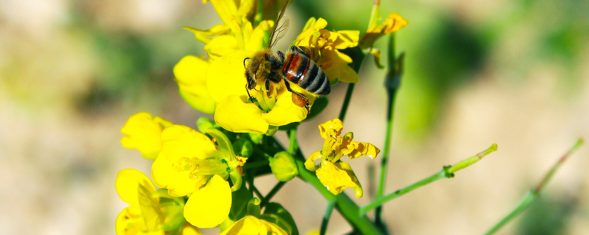 Abeille - biodiversité - ©Vignerons Ardéchois