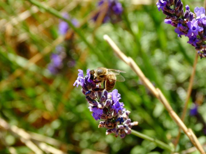 lavande et abeille - ©A. MARECHAL